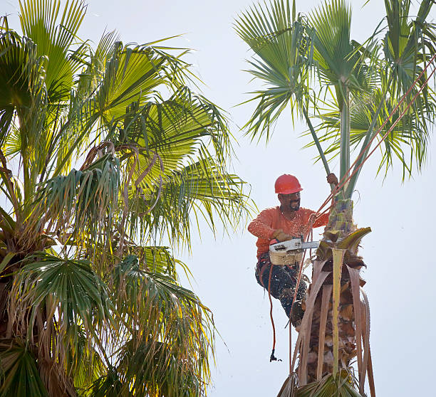 Best Commercial Tree Services  in Roebuck, SC